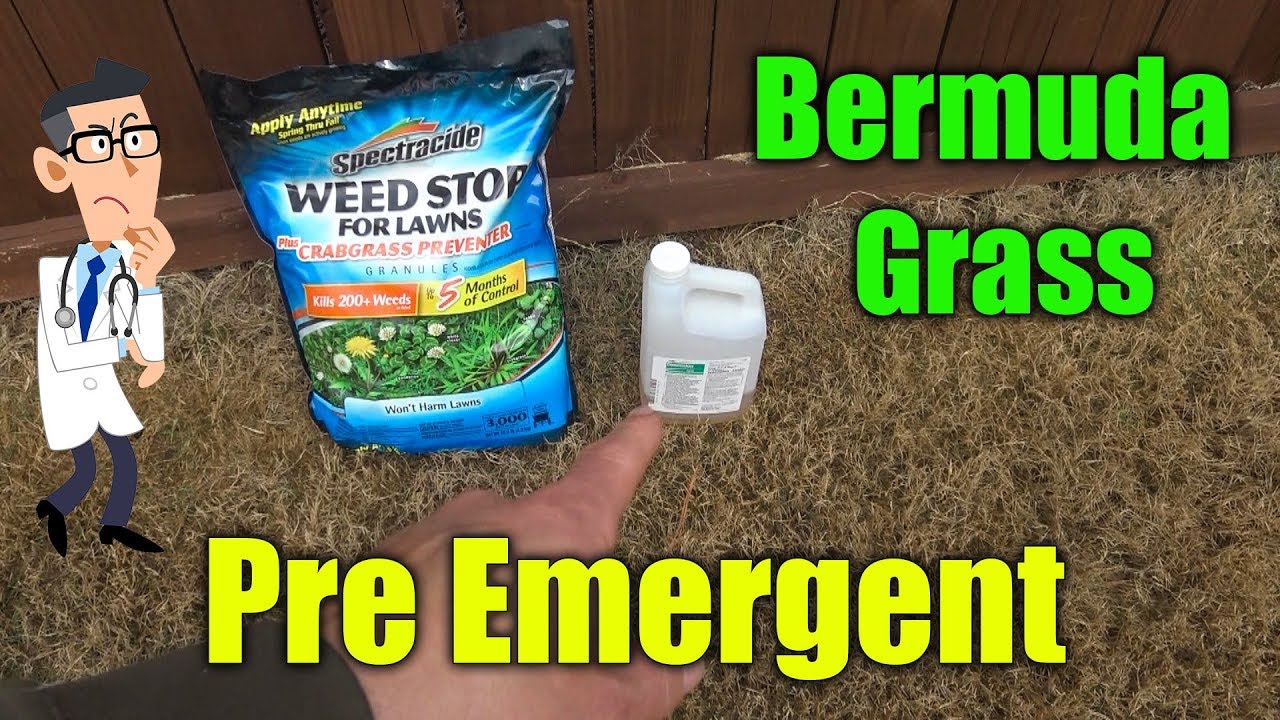 Pre Emergent for Bermuda Grass - Amazing results with pre-emergent lawns