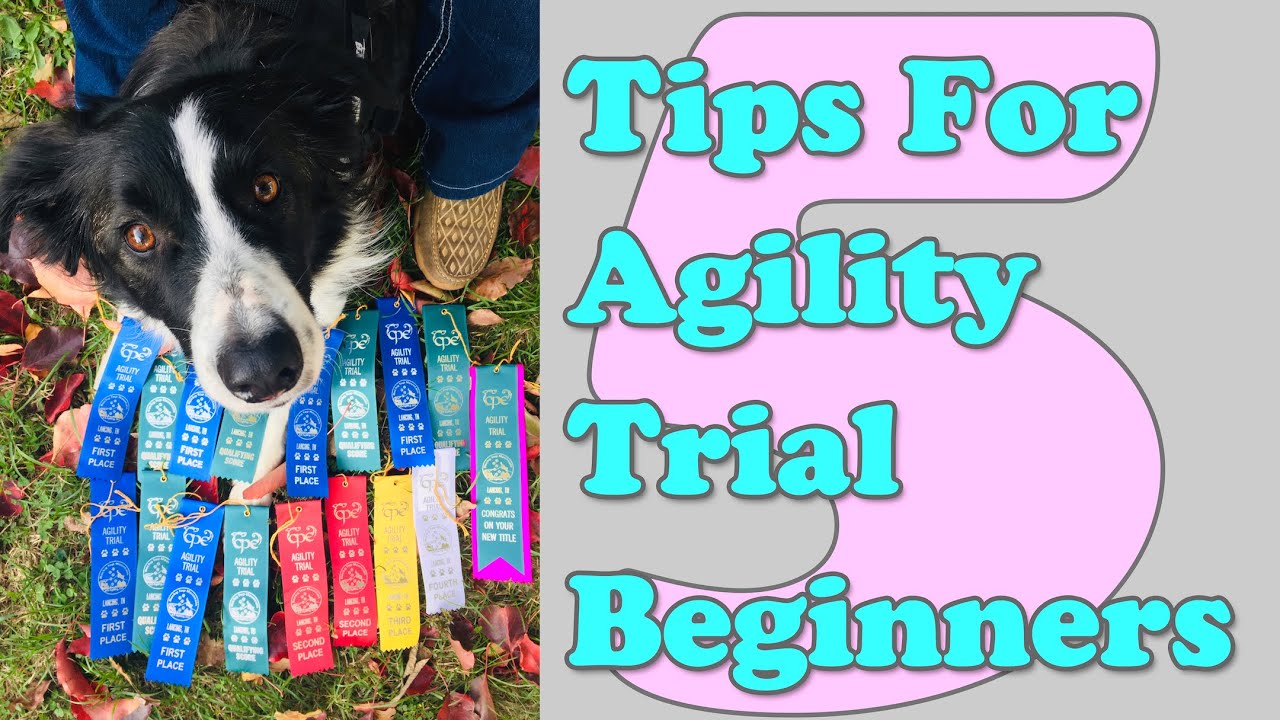 My 5 Tips for Dog Agility Beginners