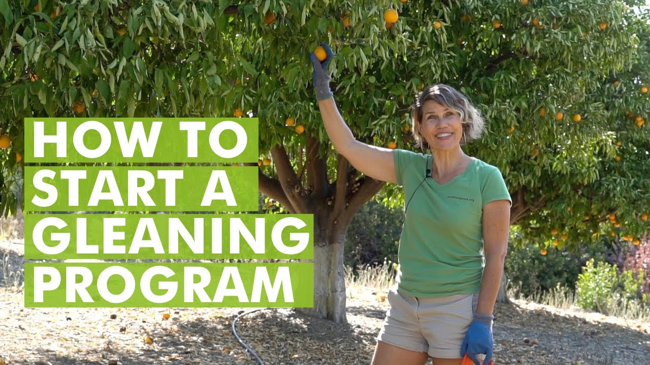 How to Feed the Community with Leftover Crops by Gleaning