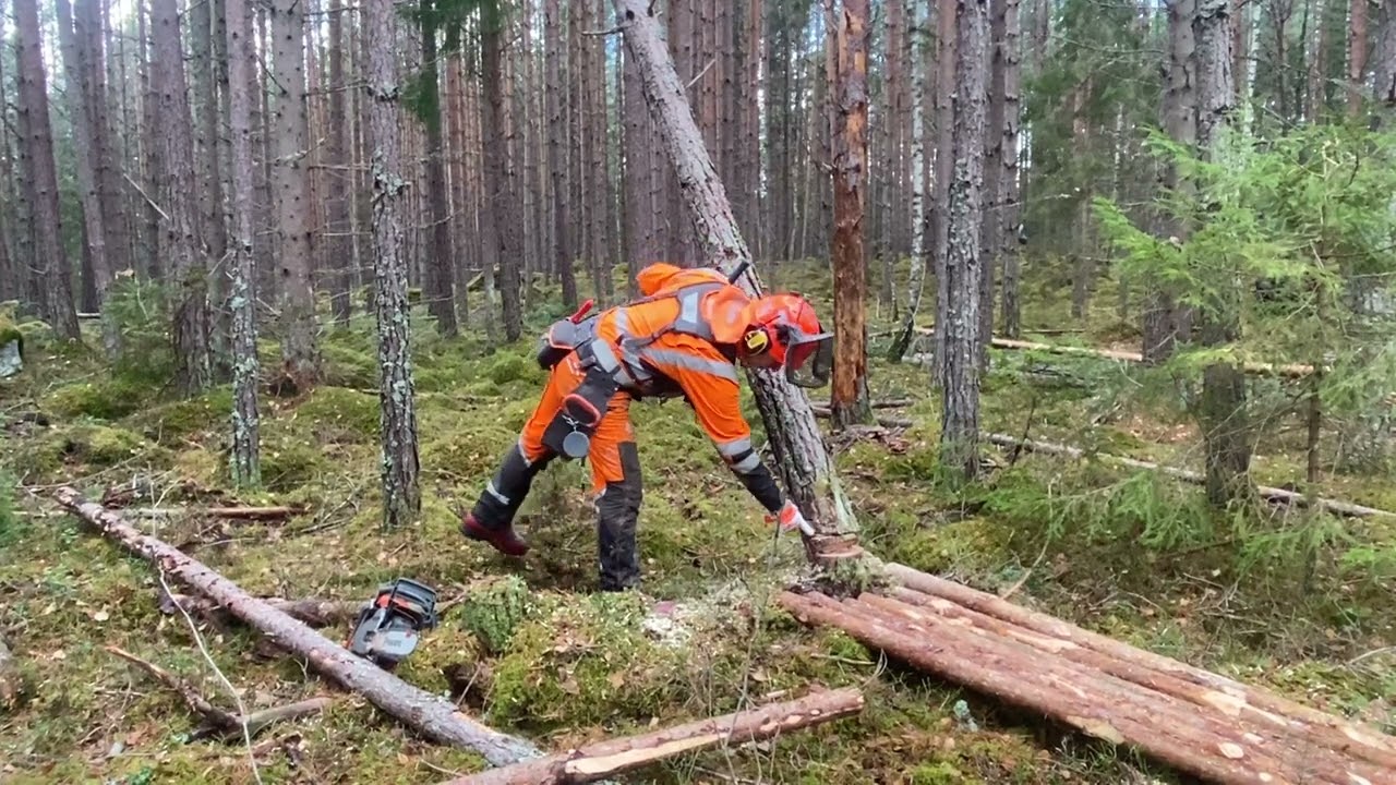 Ta ner fastfällt träd med trappa ner metod m motorsåg.