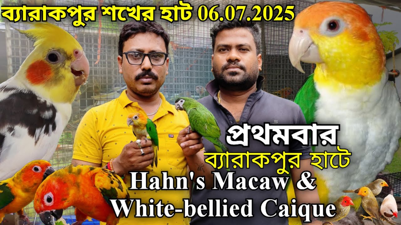 ।।ব্যারাকপুর হাটে প্রথমবার Full Tame Hahn's macaw & White-bellied Caique।।ব্যারাকপুর শখের হাট✨।।