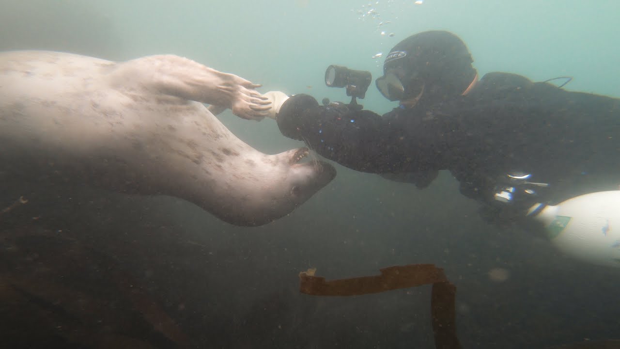 Scuba dive with grey seals at Lundy Island - Obsession II (4K)