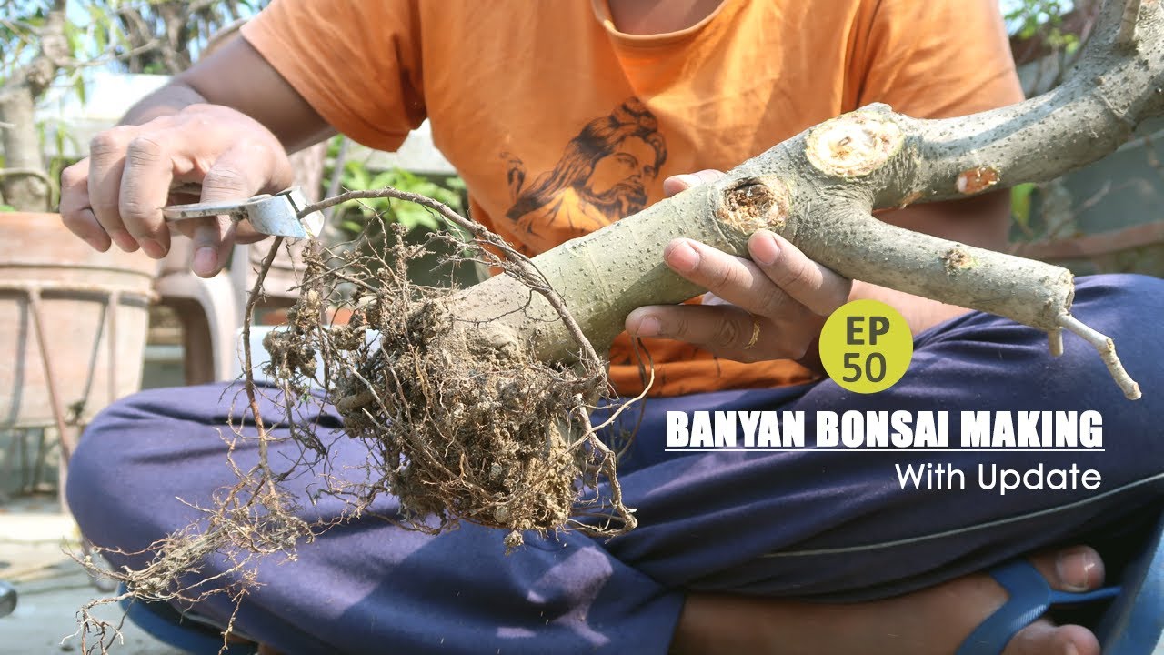 Ficus Benghalensis Bonsai Making  [Banyan fig, Indian Banyan]