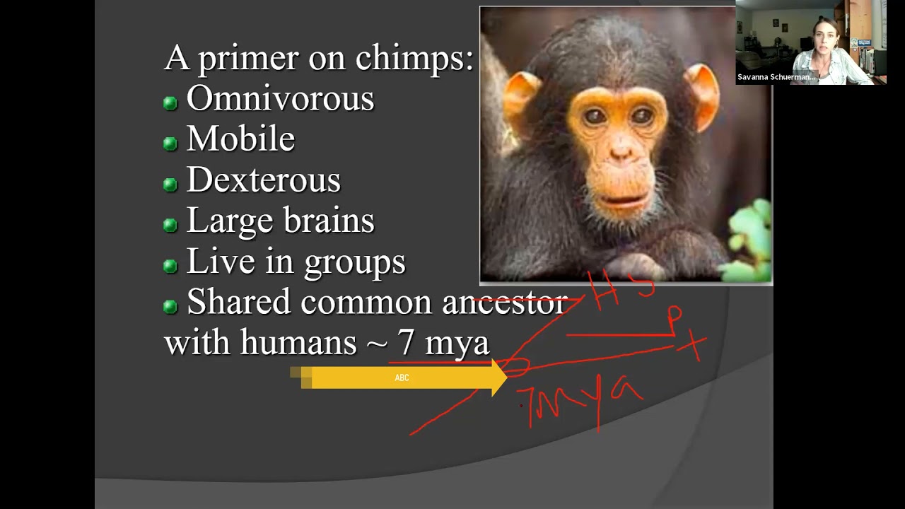 Lecture 1.4a What can we learn from the Non-Human Primates?