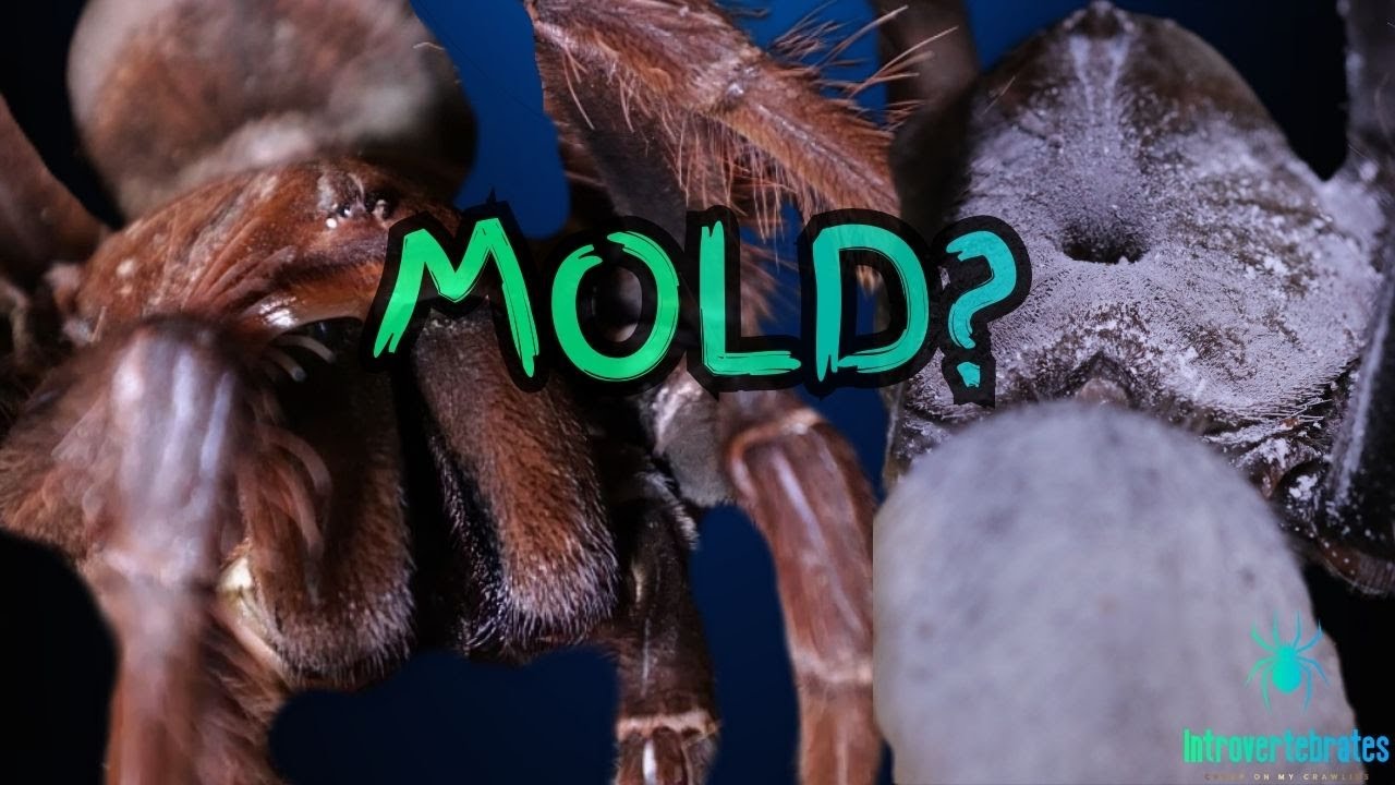 When Mold Grows on a Tarantula: A Case Study with Siuzi
