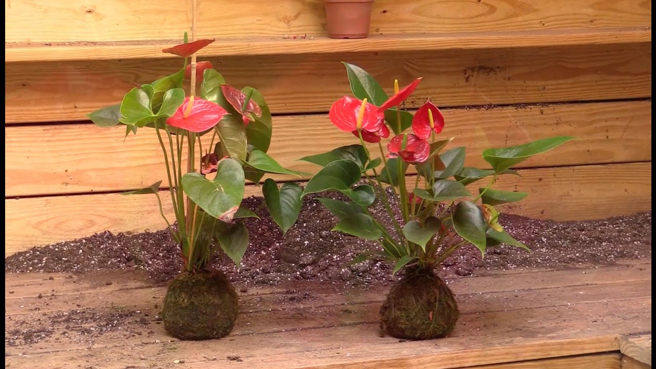 Growing the Anthurium ‘Red’ Root Orb  (Anthurium hybrid)