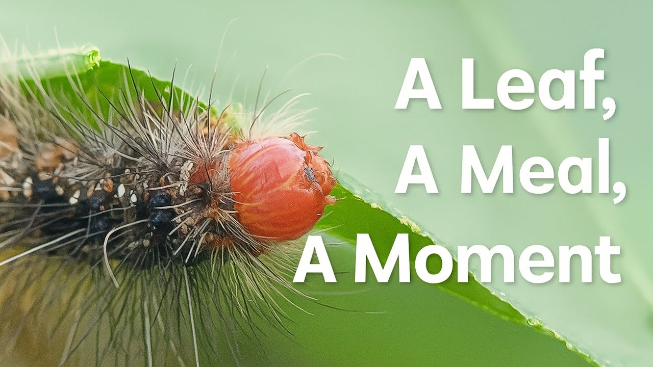 Macro Caterpillar Eats Leaf Then Rests – Peaceful Close-Up Scene!