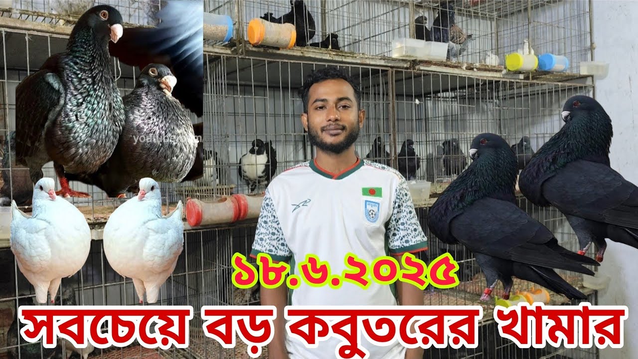 এক্সিবিশন কবুতরের দাম জানুন।। শো কিং কবুতরের দাম ||king kabootar price || exhibition kabootar