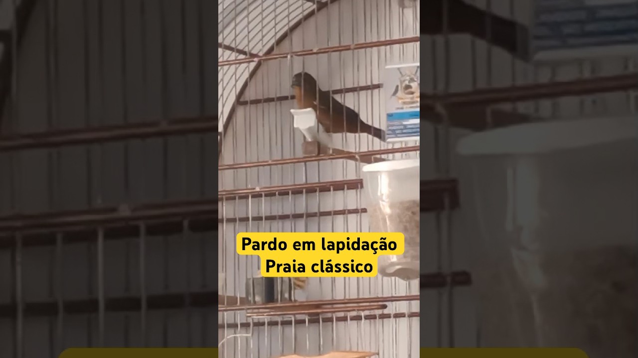 Pardo em lapida&ccedil;&atilde;o de canto praia cl&aacute;ssico selo prata fh 30 anos