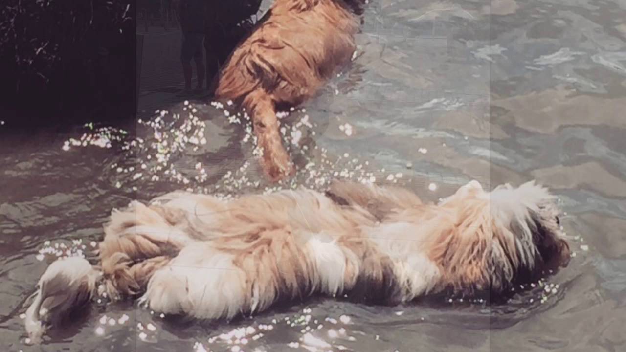 Teddy - 6 month old Lhasa Apso - 2 week residential stay