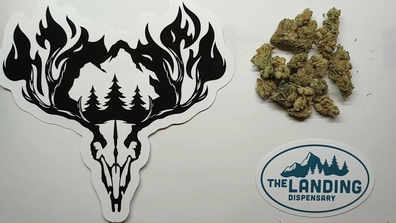 Hillfire Sundae Driver Flower Review