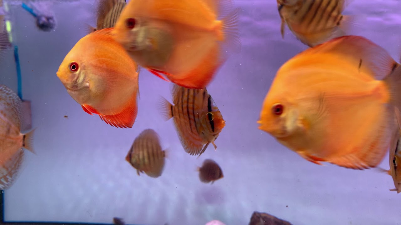 video discus in accrescimento
