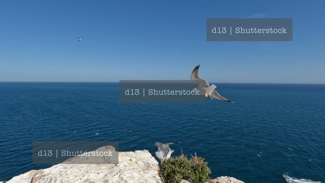Seagulls soaring over the sea and perching on the cliffs