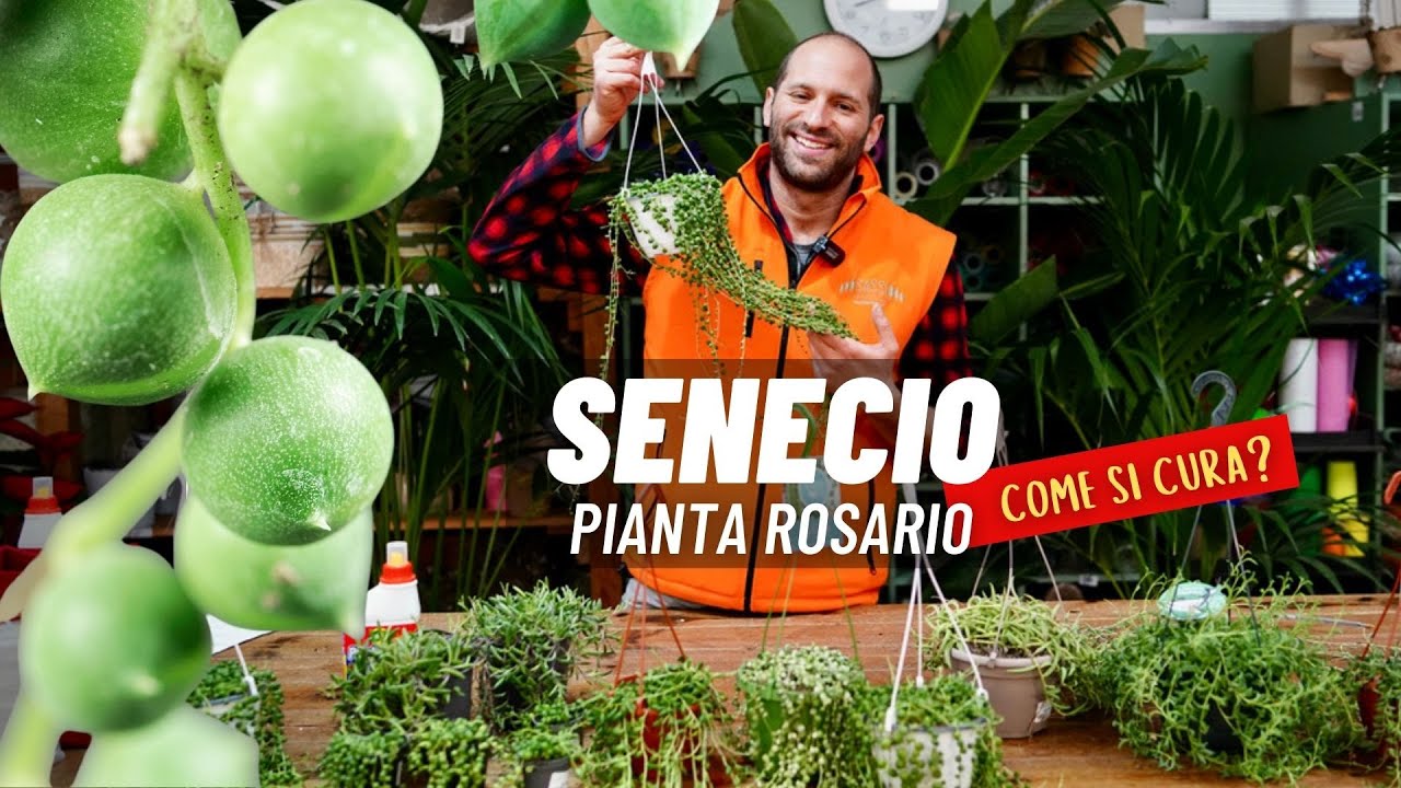 Come si cura il Senecio Pianta Rosario?