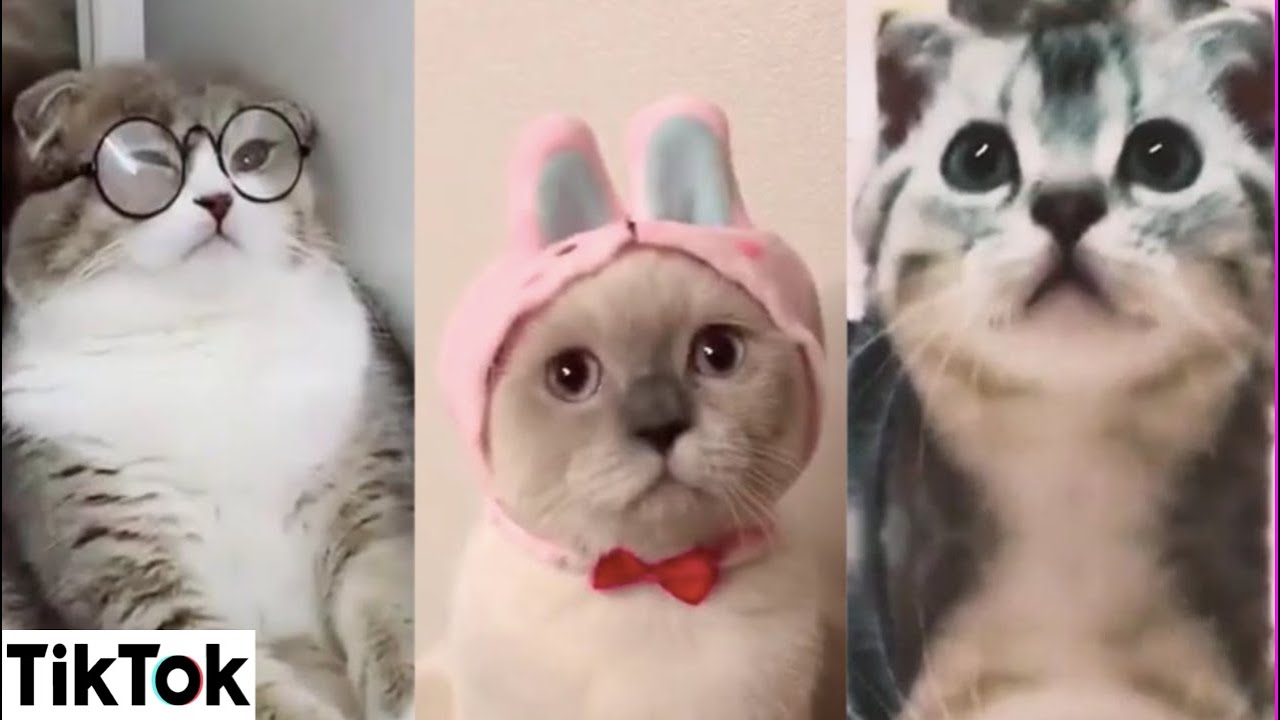 Awesome Cats of TikTok ~ Cutest & Funniest Cats on TIK TOK ~ 2020 🐶 🐱