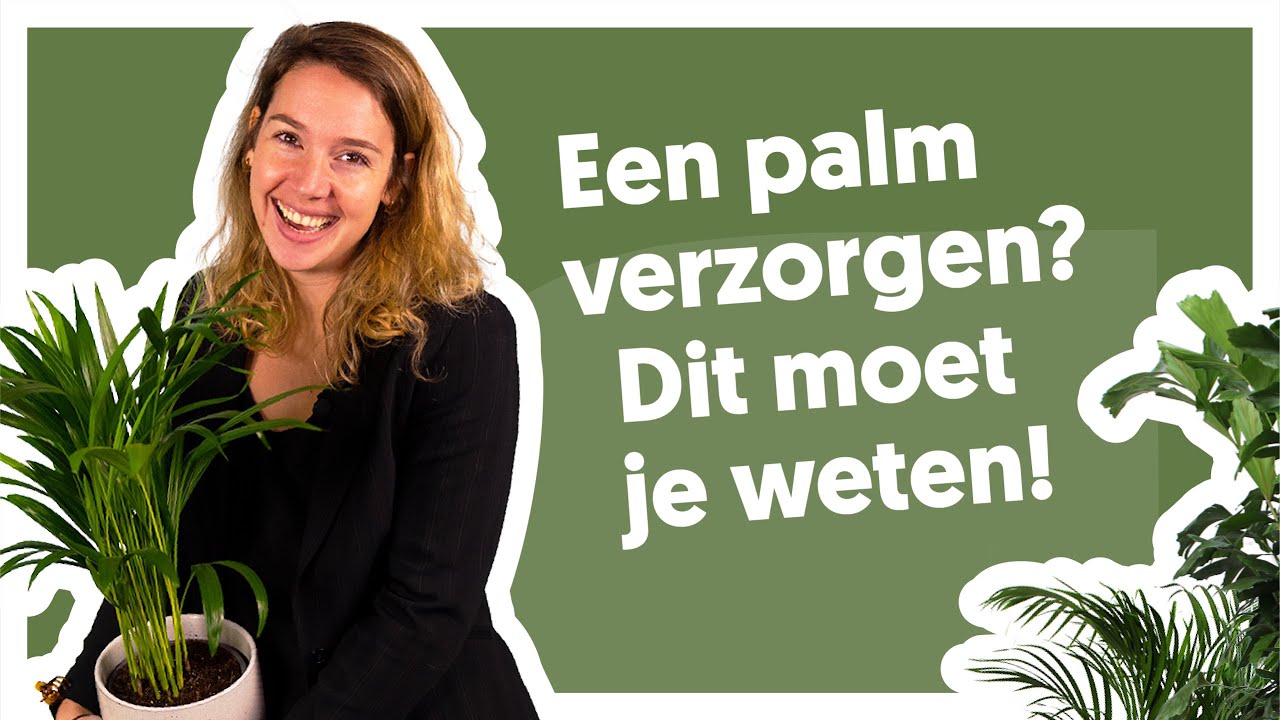 Laat je inpalmen met deze verzorgingstips! 🌴 | De Stamgasten