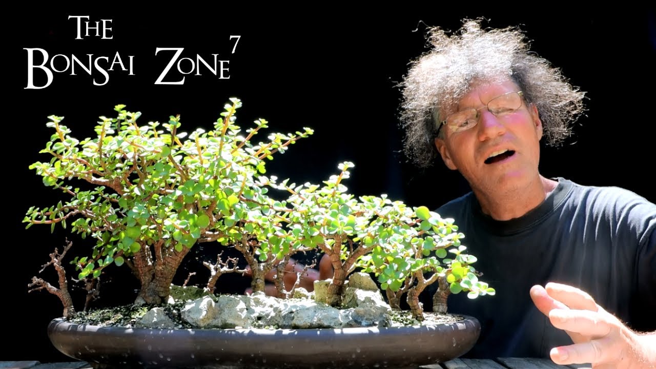 Growing a Baobab Bonsai From Seed, Part 1, The Bonsai Zone, July 2020
