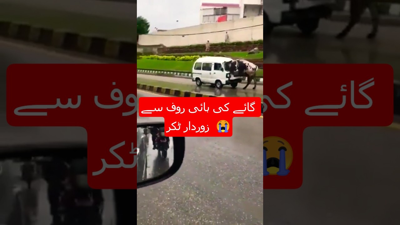 Cow Hit a Suzuki boalan | 