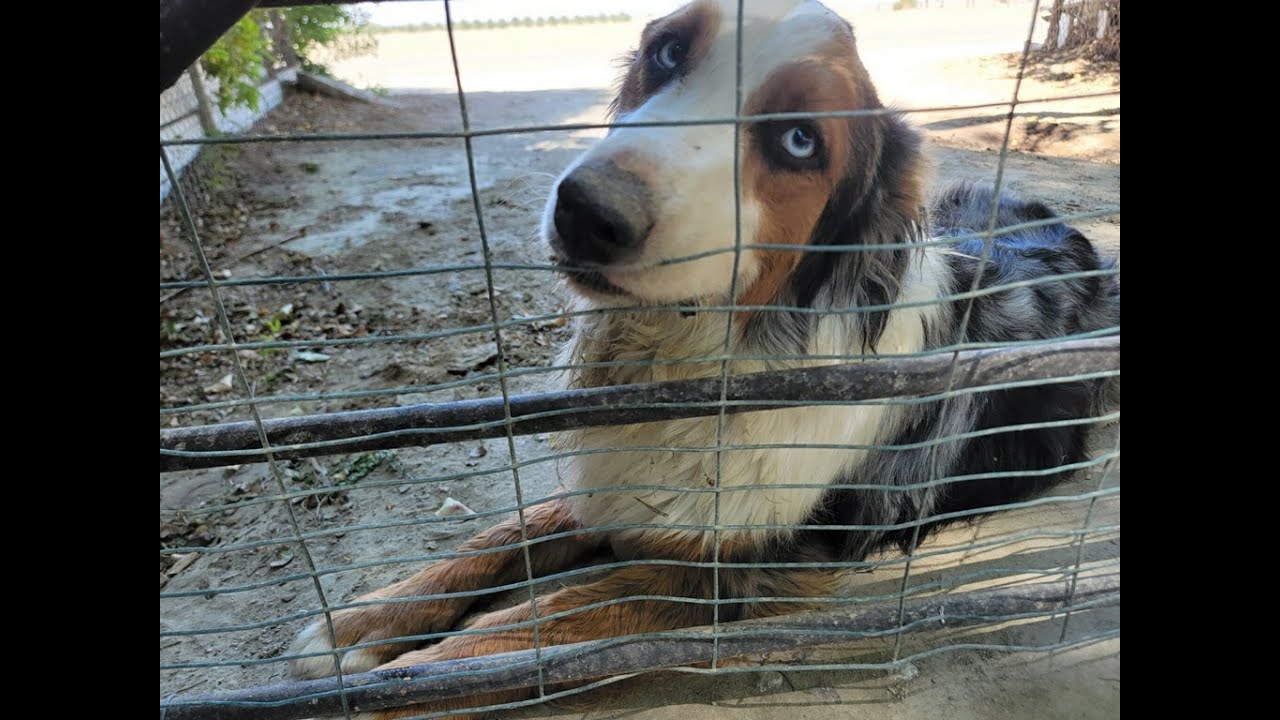 Stray Aussie Shepherd Comes To Man's House Daily For Food