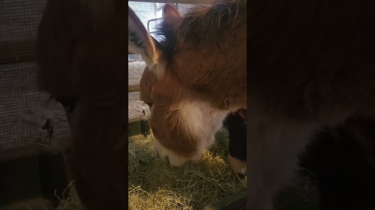 Loving Long Ears Donkeys dealing with Texas sleet, ice & freezing temps. 🫏 lovinglongears.org ❤️
