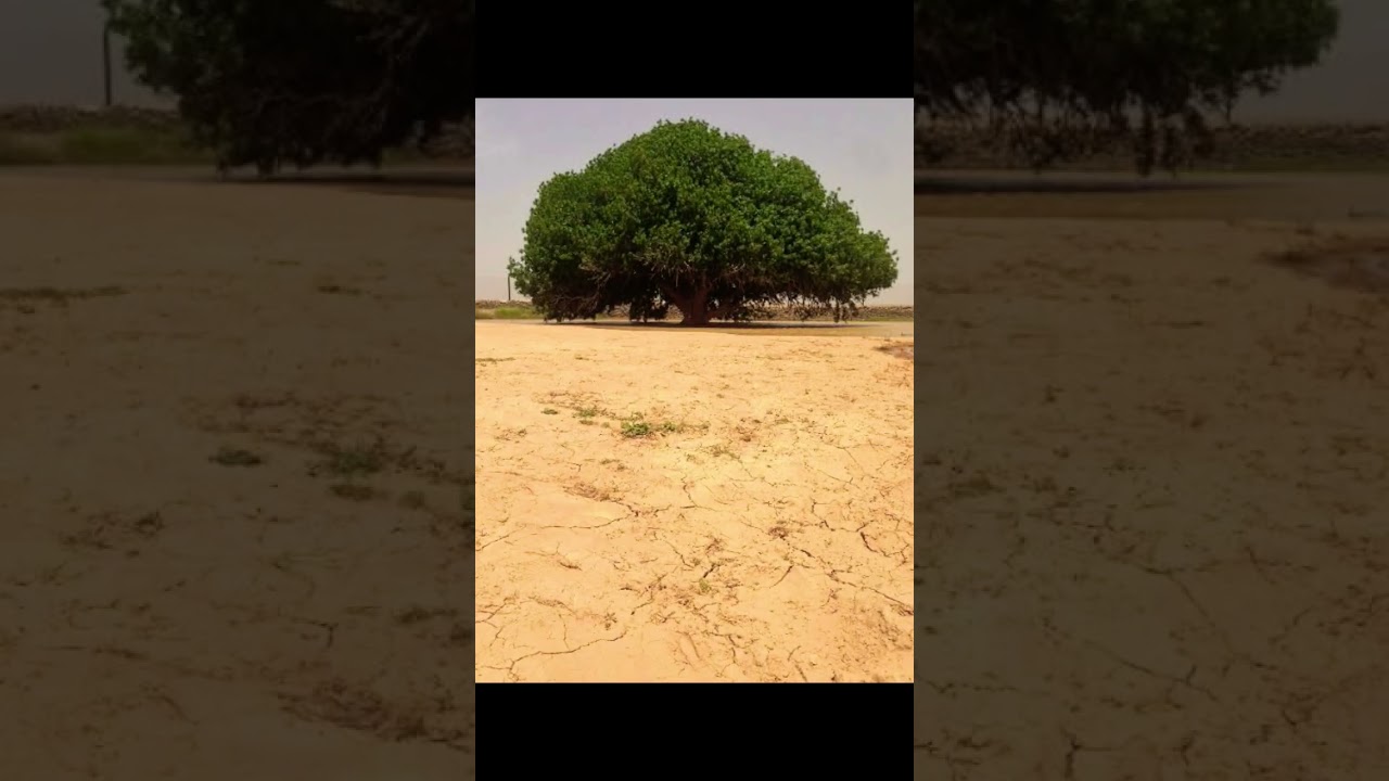 Miracle of Allah #islamic #youtubeshorts #allah #viral #miracles