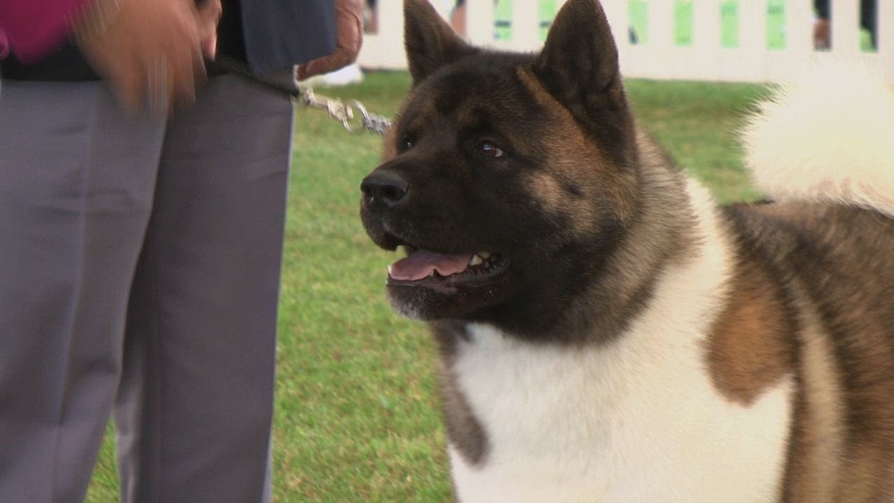 Best in Show - Southern Counties Championship Dog Show 2013