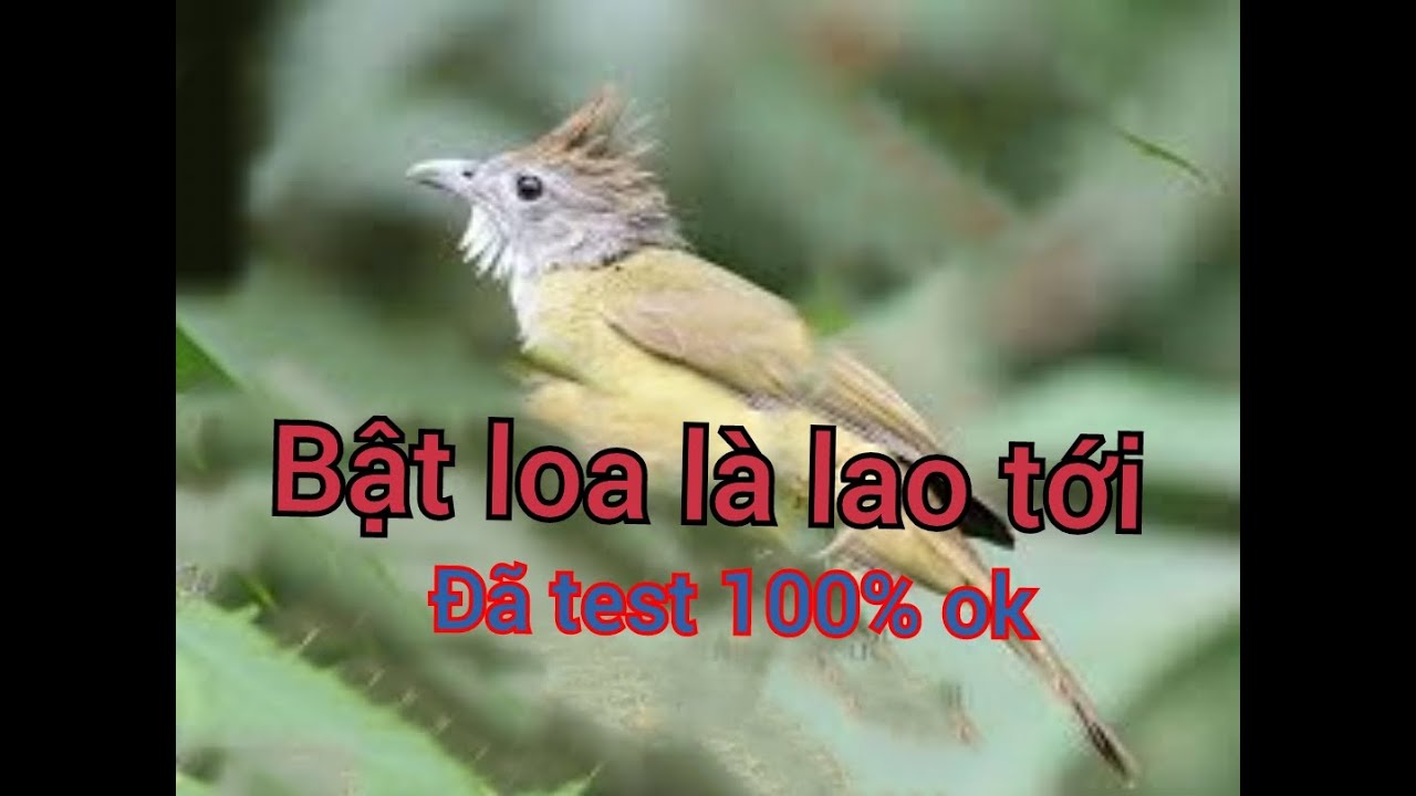 tiếng chim cành cạch mồi