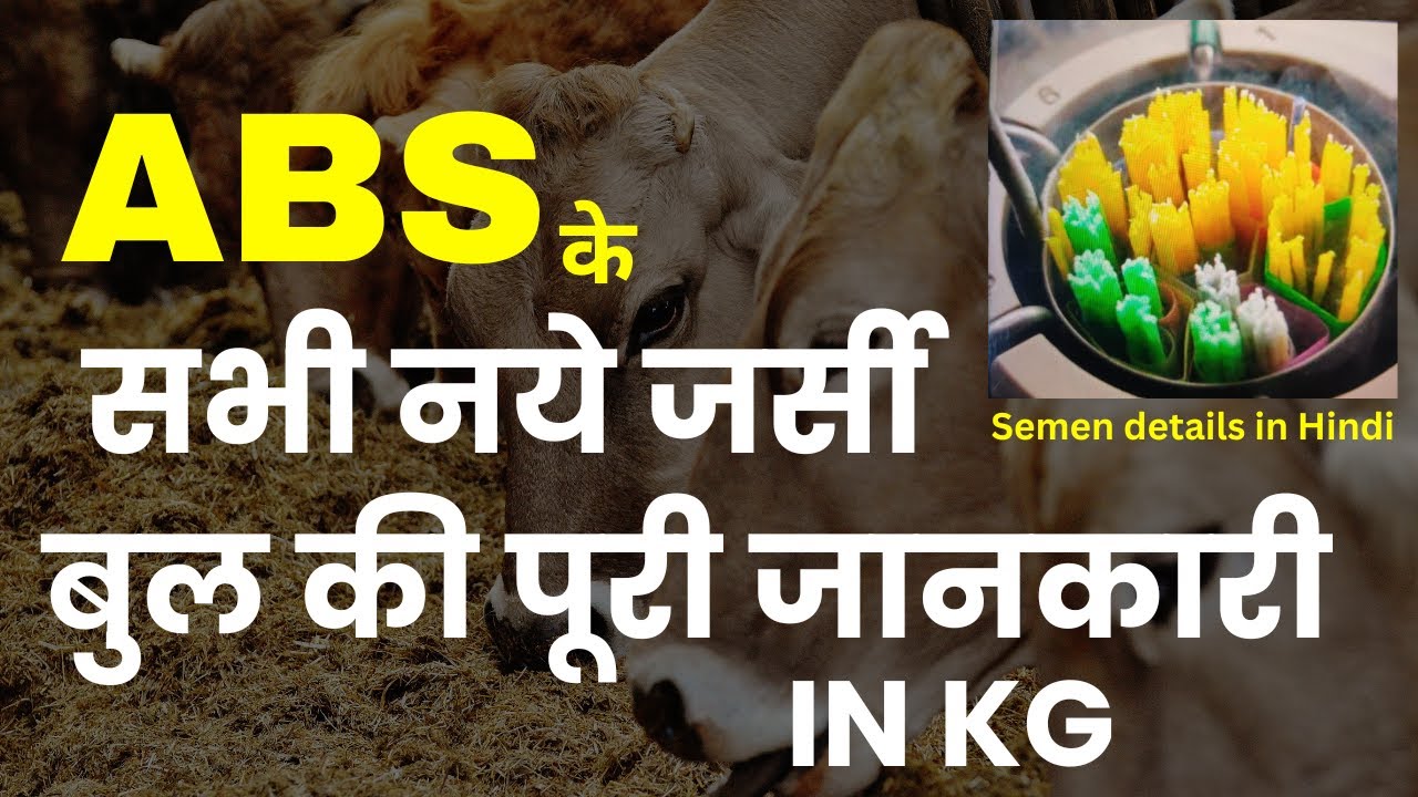ABS New Imported jersey bulls , Sabhi jersey bulls ki jankari Kg mai Best ABS bulls sexed Imported