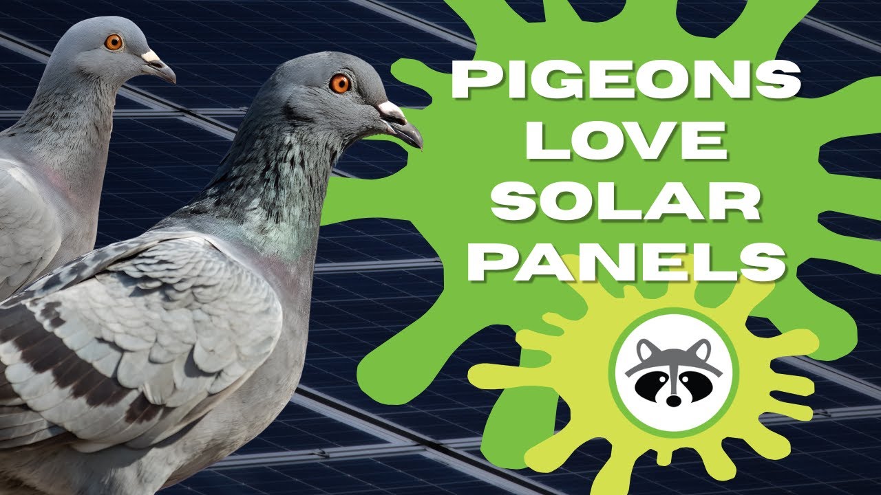 The Dirty Truth About Pigeons Under Solar Panels | Skedaddle Denver