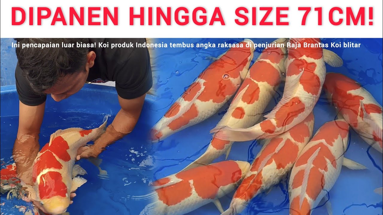 TEMBUS 73CM❗INI BARU MONSTER ❗PENJURIAN KOHAKU DI RAJA BERANTAS AZUKARI KOHAKU BATCH 1
