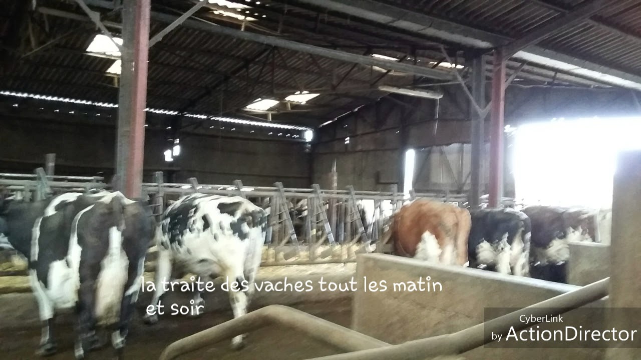 Une matinée à la ferme !