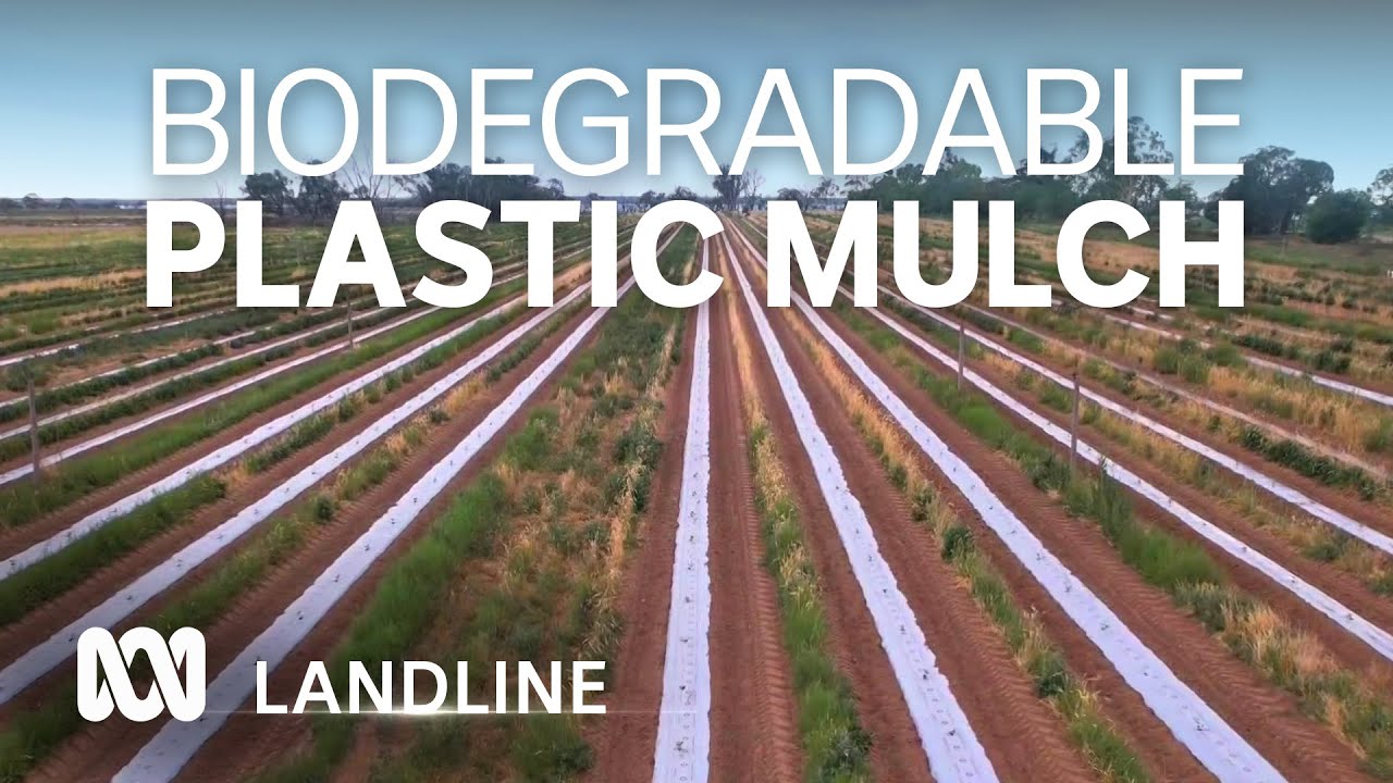 Australia's first certified soil biodegradable plastic mulch | Landline | ABC Australia
