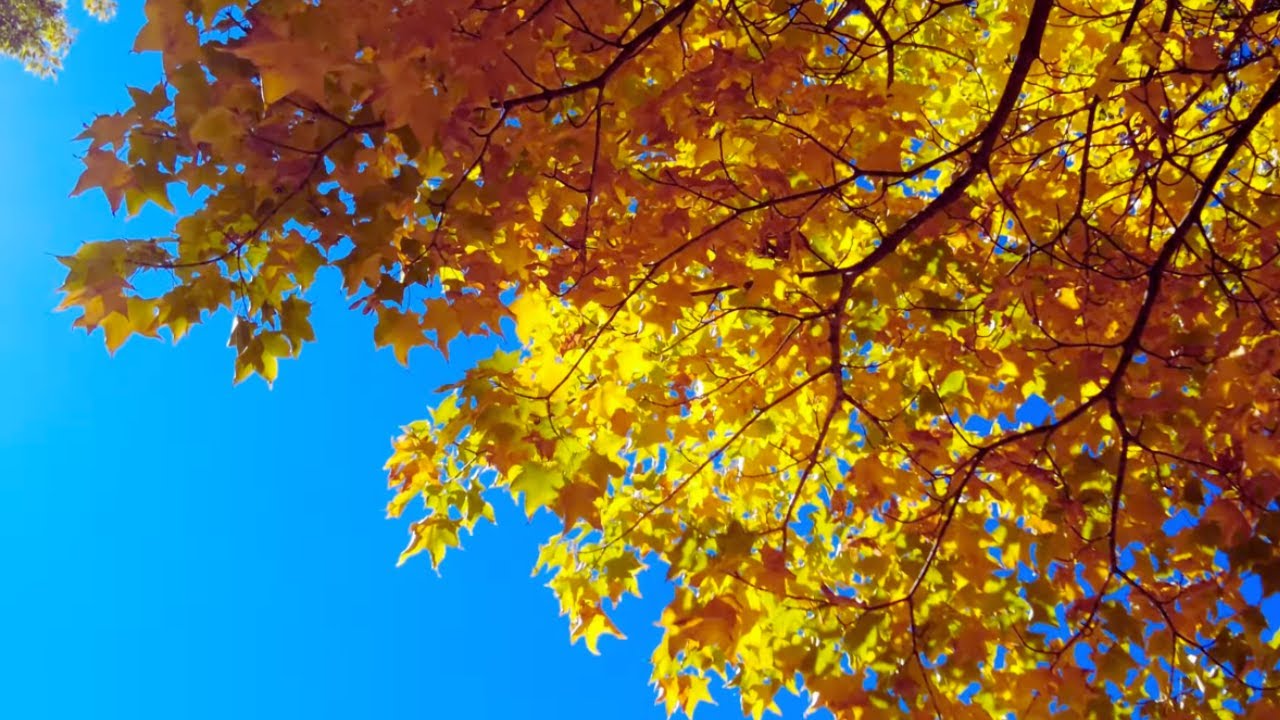 🍂 Whispers of Early Autumn : Nature’s Peaceful Transformation in 4K #healing   #relaxsleepstudy #zen