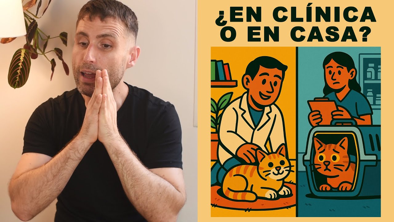 &iquest;Qu&eacute; es mejor: veterinario a domicilio o llevar al gato a la cl&iacute;nica?