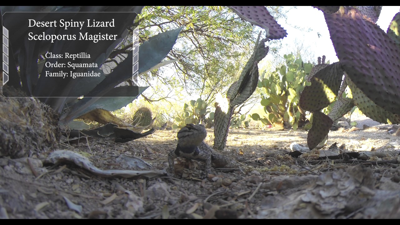 Spiny Lizard Sceloporus magister