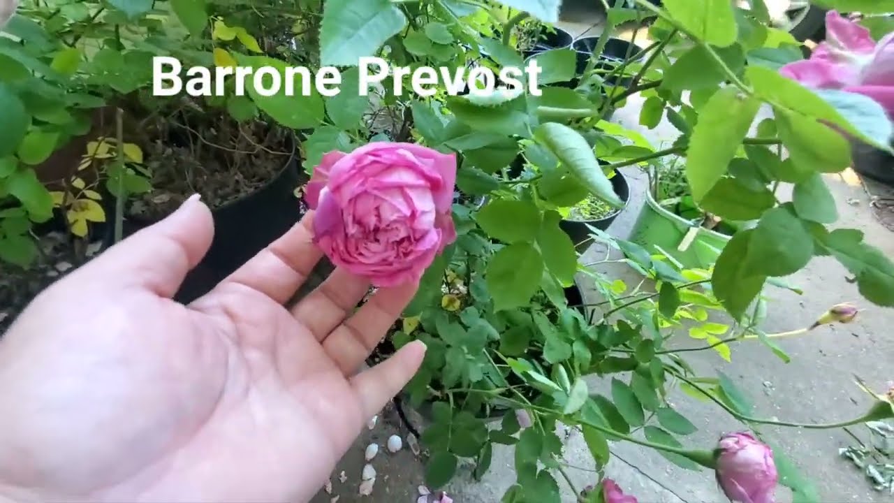 Late Spring Garden Tour