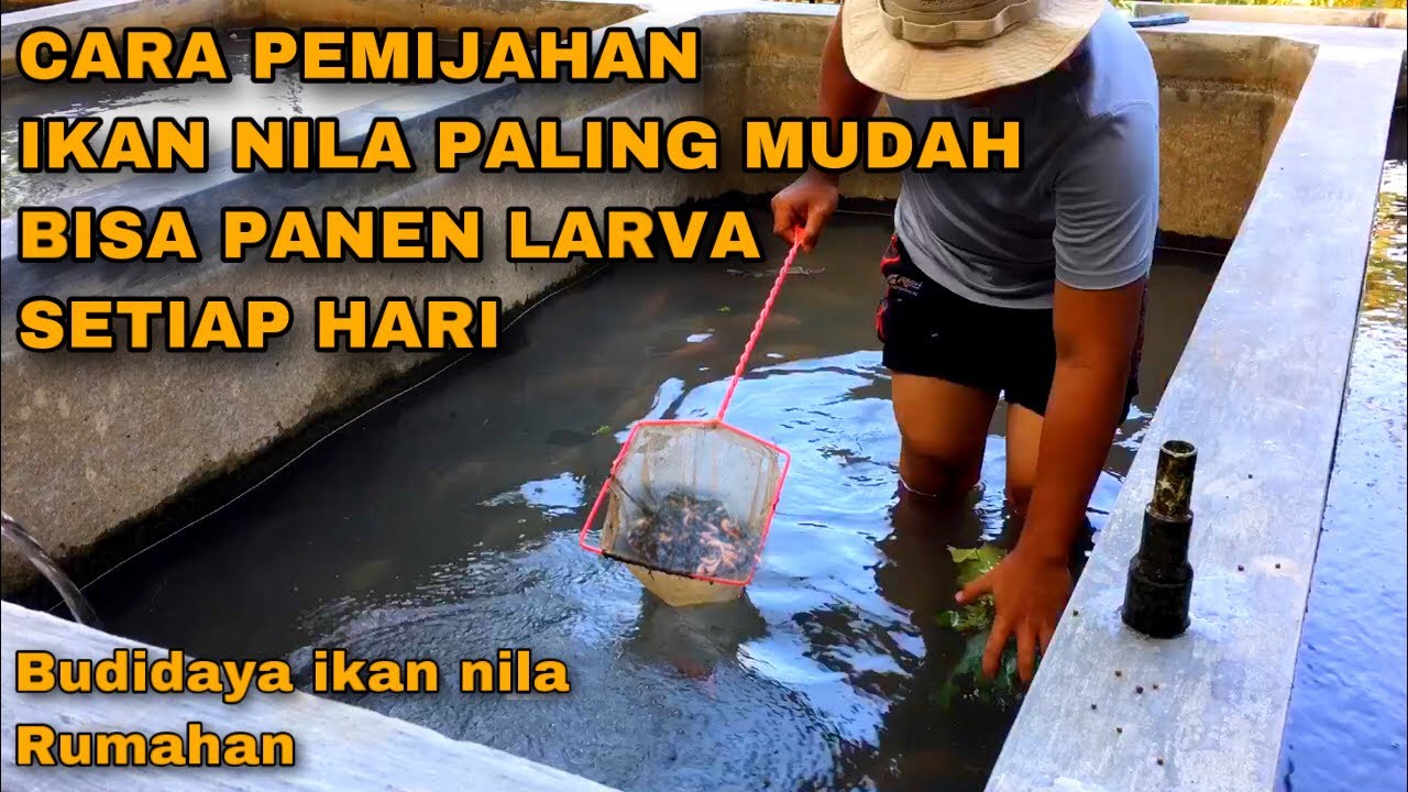CARA PEMIJAHAN IKAN NILA PALING MUDAH - BISA MENGHASILKAN LARVA / BURAYAK SETIAP HARI