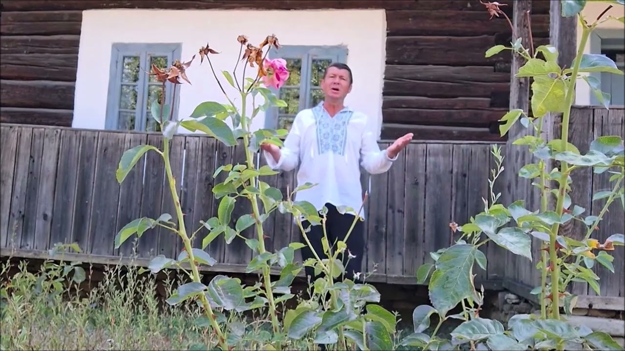 un trandafir creste la fereastra ta