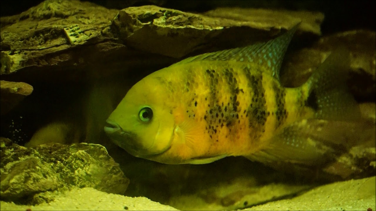 Cichlasoma bocourti / Cincelichthys bocourti in Laichstimmung, Vieja argentea verteidigt seine Höhle