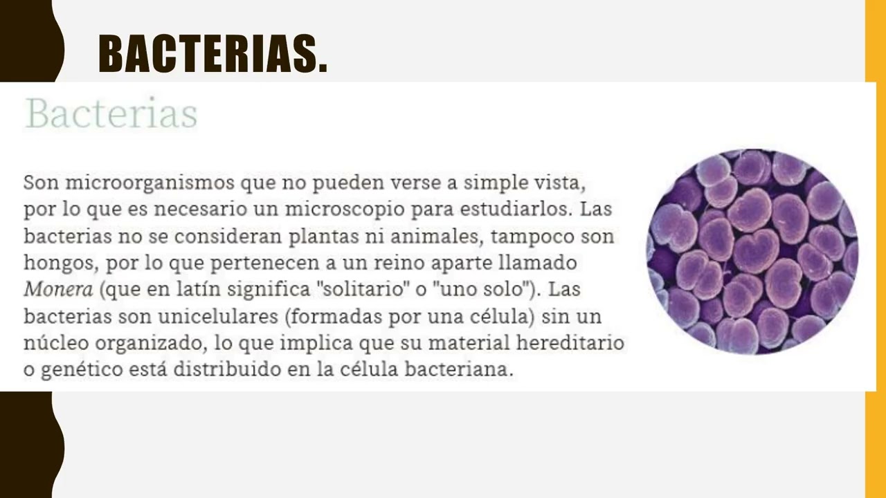 Preparacion para el examen de II trimestre saberes y pensamiento cientifico