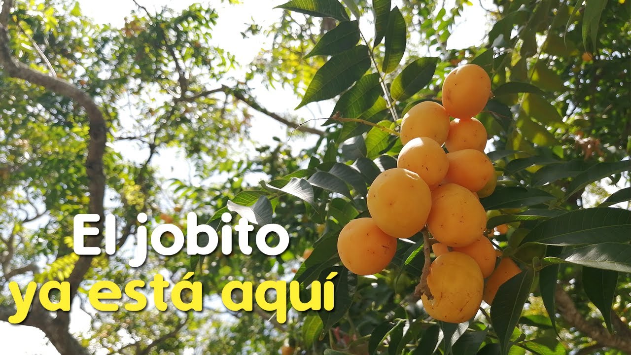 Llegó la alegría del verano, arranca la temporada de jobitos