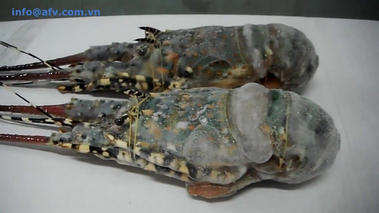 Frozen Lobster || lobsterafv.com