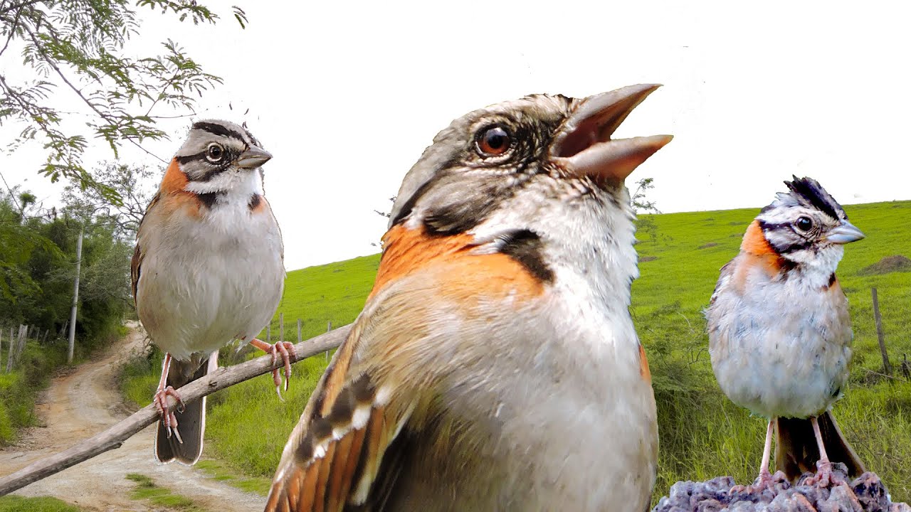 Vários Tico ticos cantando ao vivo na natureza para estímulo de canto e de casais para reprodução