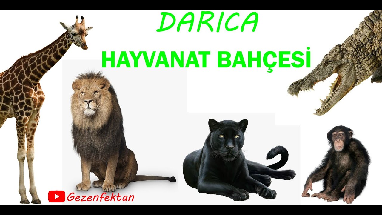 Darıca Hayvanat Bahçesi  ( Darıca / Kocaeli )
