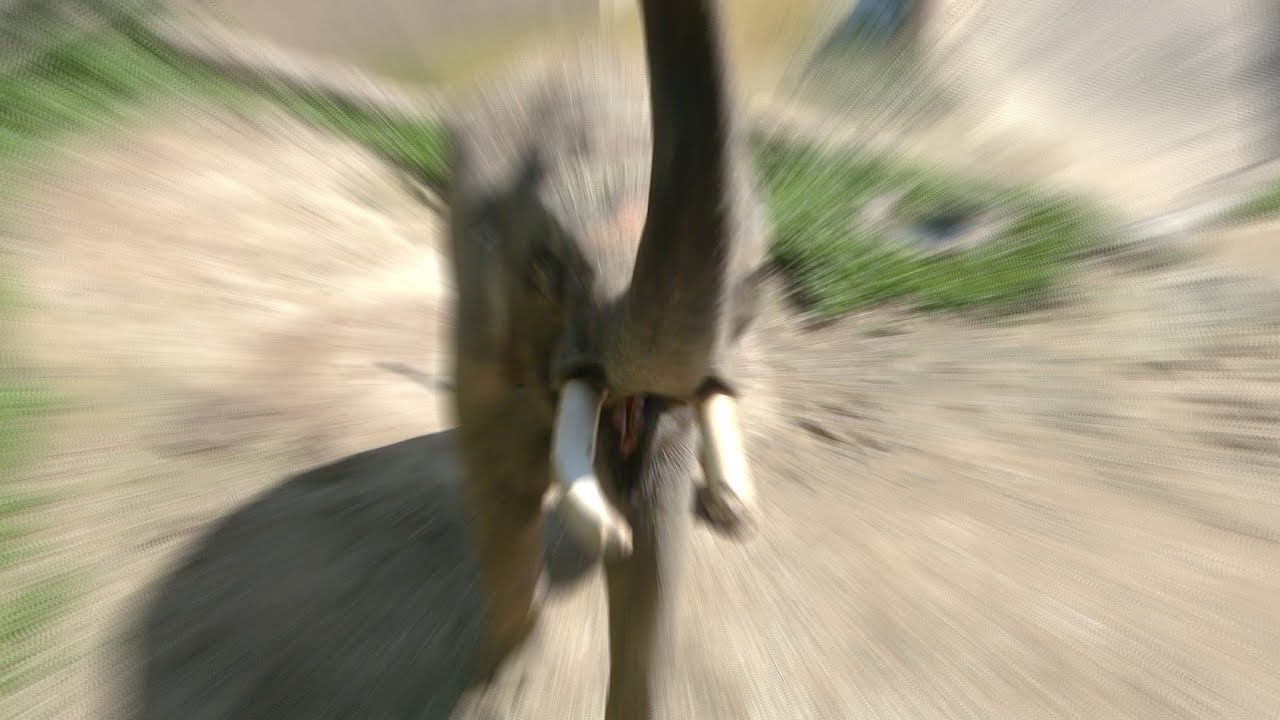 말하는 코끼리 코식이 Talking Elephant