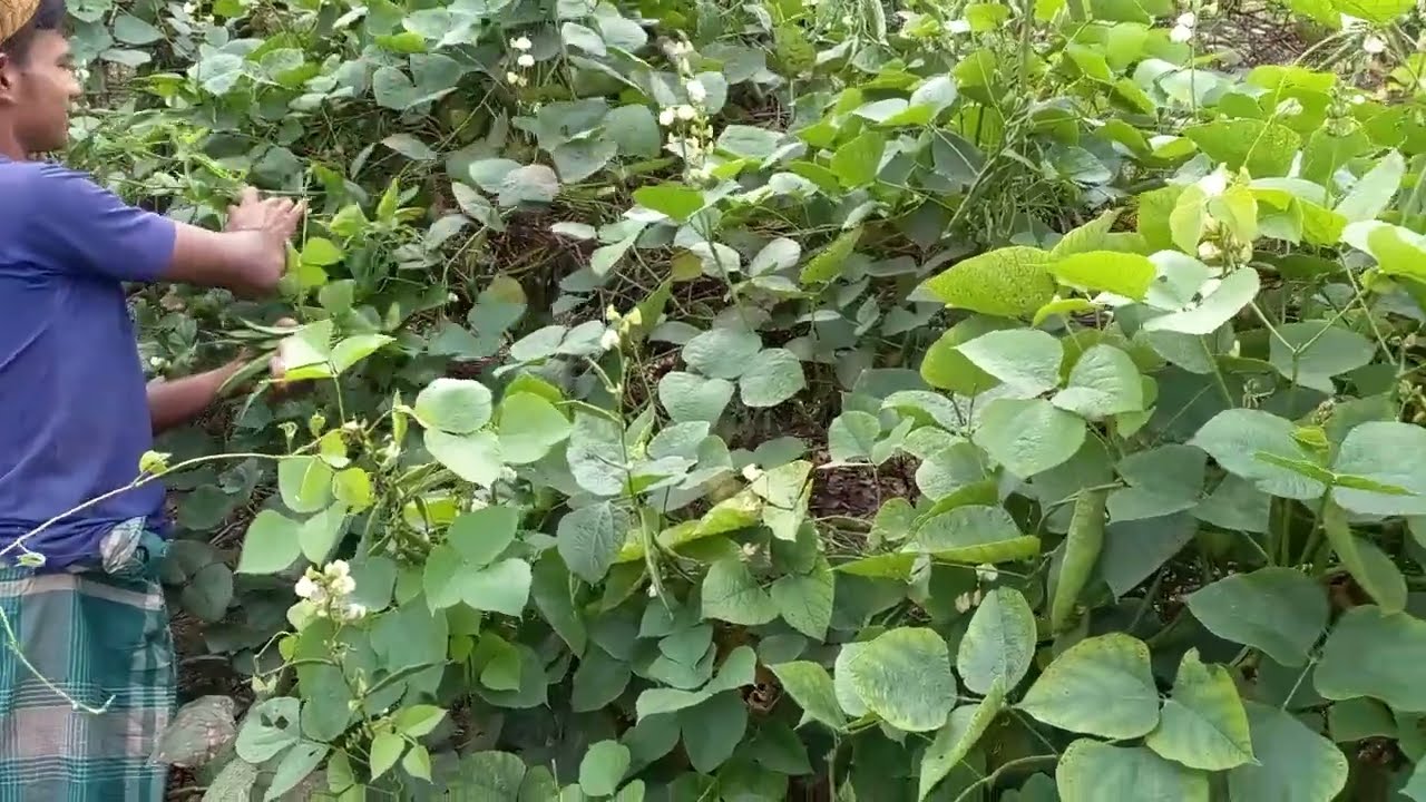 কাগ্ধালি শিম ও আইরি  ajim village agro