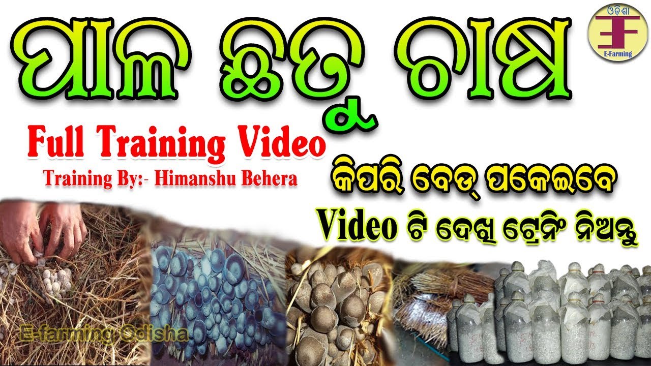 ଛତୁ ଚାଷର ଟ୍ରେନିଂ ନିଅନ୍ତୁ । (Mushroom farming training in odisha)। ଛତୁ ବେଡ଼ କେମିତି ପକେଇବେ ଦେଖନ୍ତୁ ।