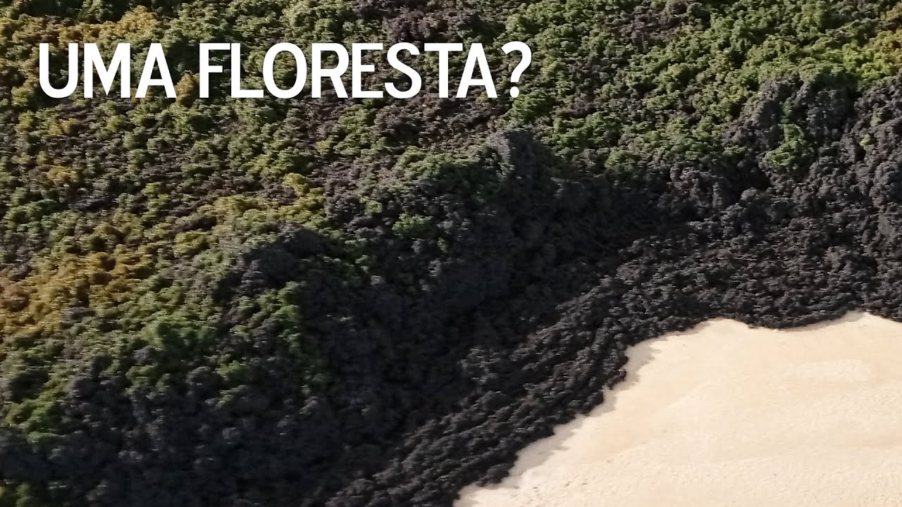 UMA FLORESTA?