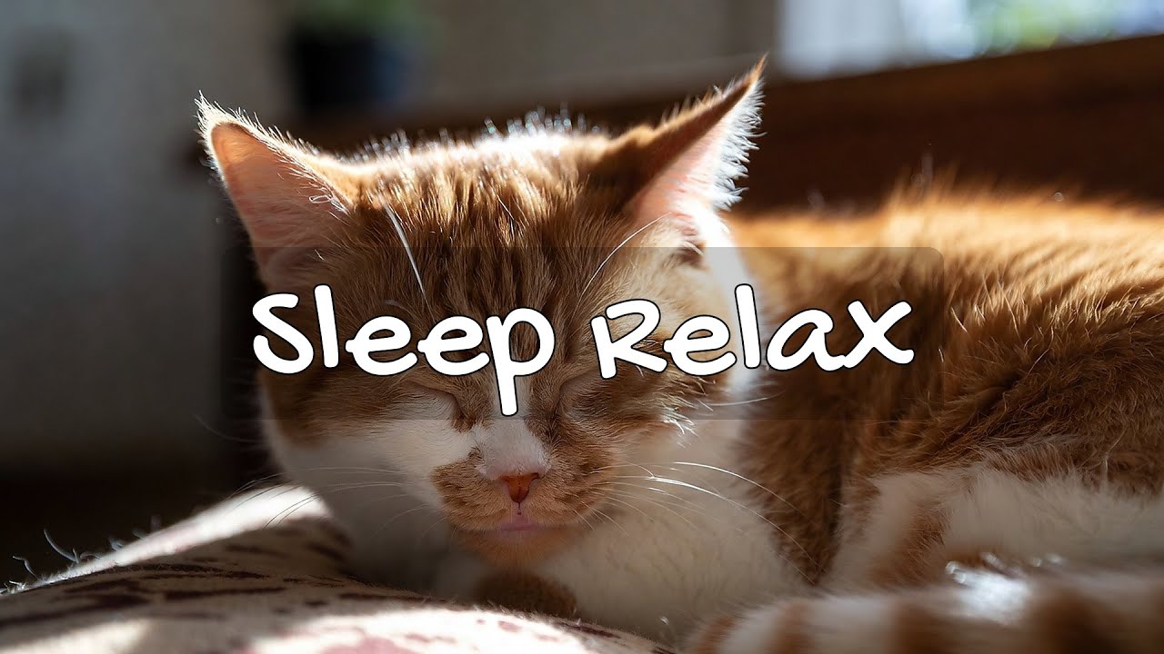 LIVE 🐾 Soft Night Chill for Cat Dreams 😴 | Season 20 | Non-Stop Chill 🍃