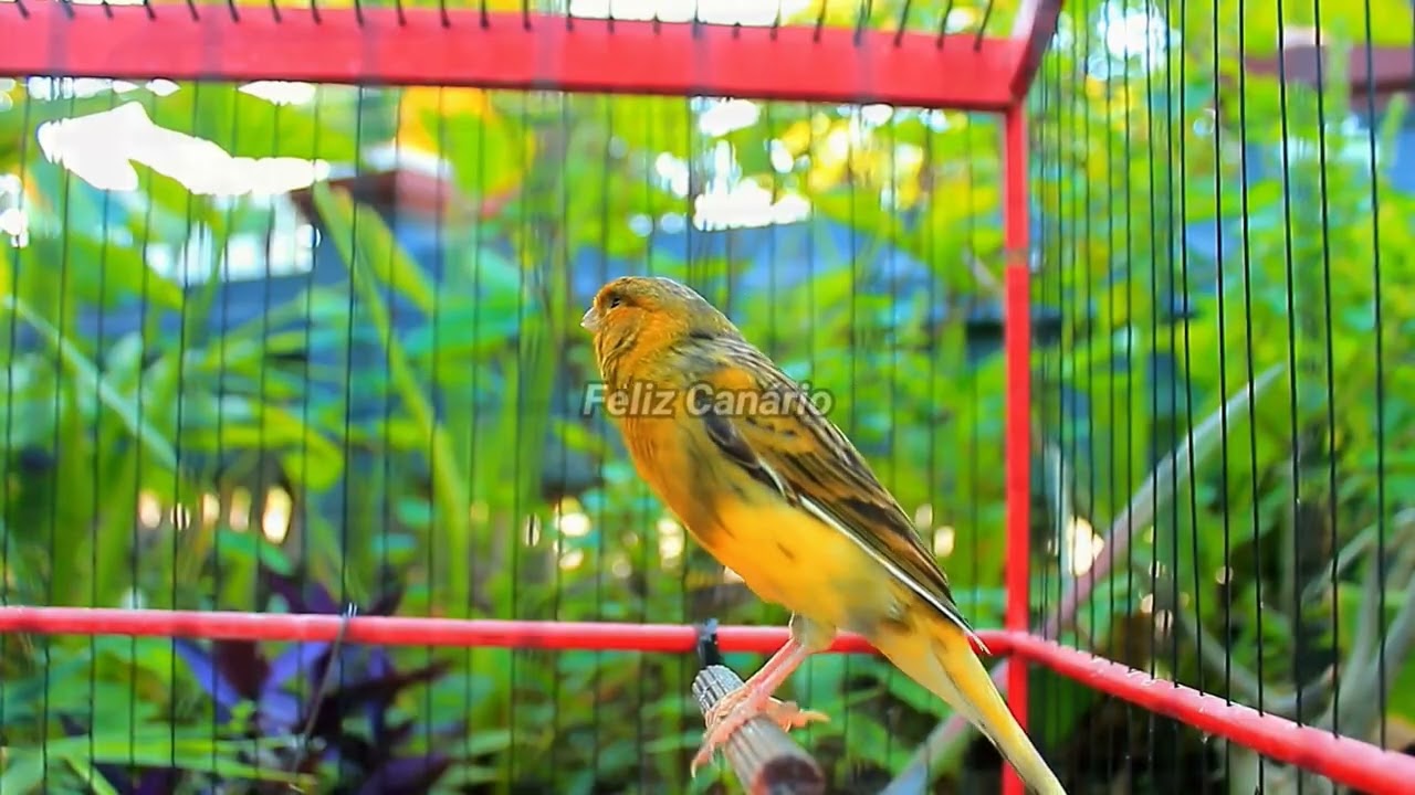 Eu Canto Muito Forte  Can&aacute;rio Belga Feliz Dan&ccedil;ando Salsa para Acasalamento 2026 &ndash; Feliz Canario 34